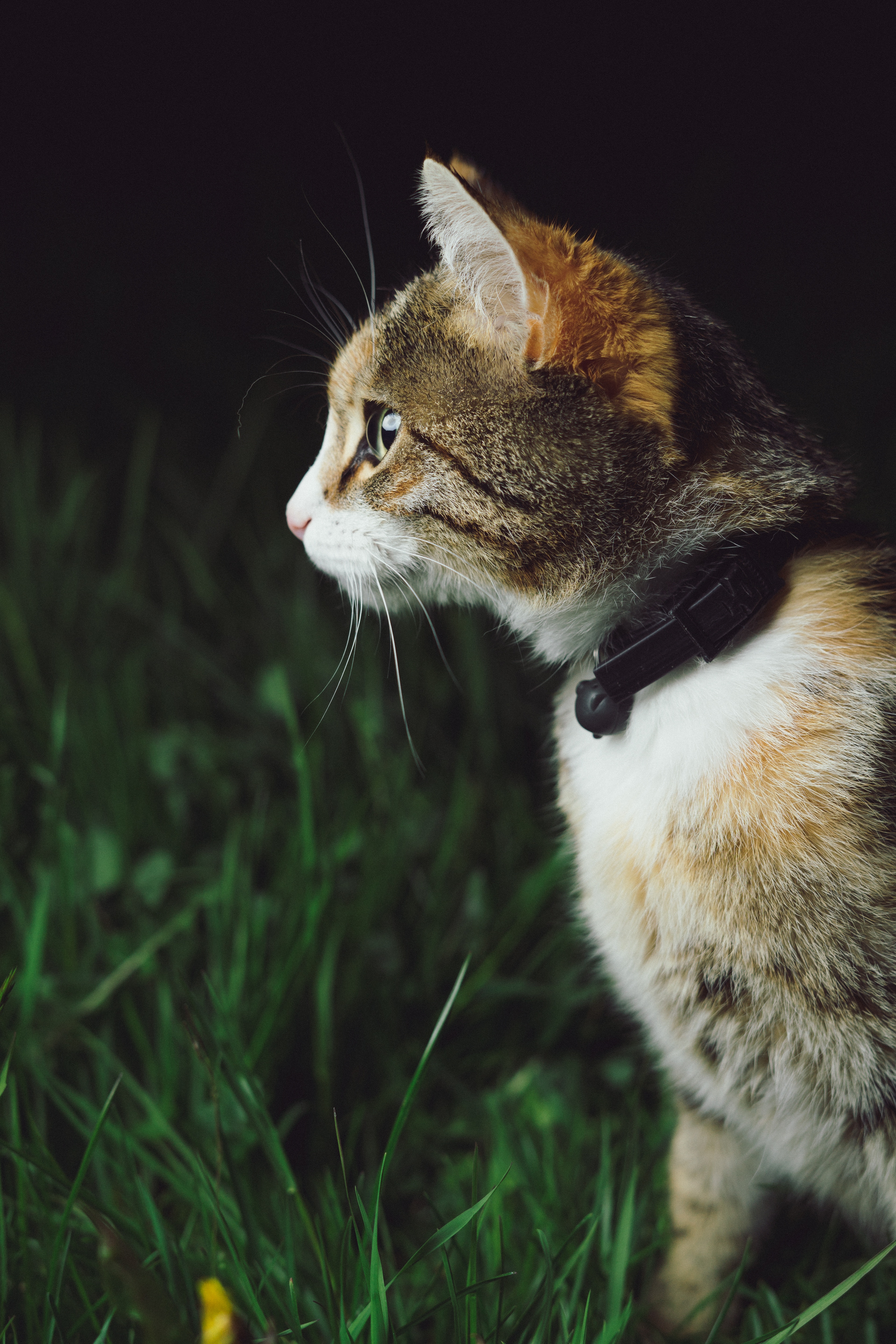 Ung kat i græsset. Den har et halsbånd med en klokke. Klokker er en kilde til frustration for katte, de forstyrrer dem, og selve halsbåndet på en kat udenfor kan føre til, at katten hænger fast og kvæles.
